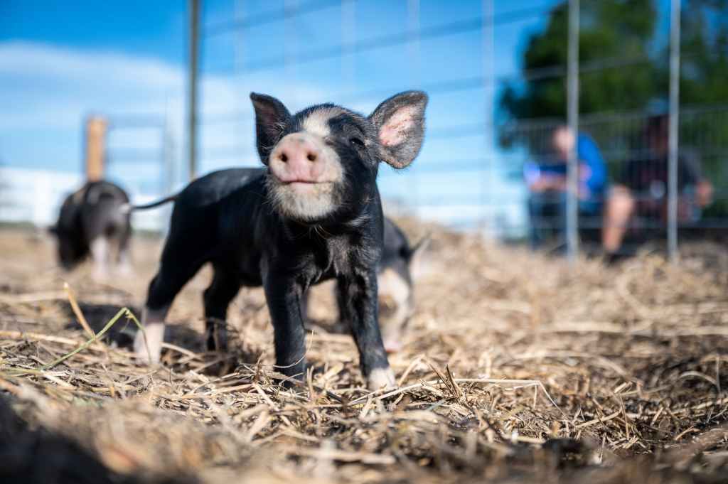 brown black and white piglets playing in enclosure