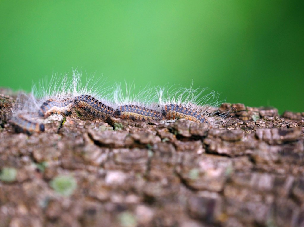 CSPS: oak processionary moth in The Netherlands