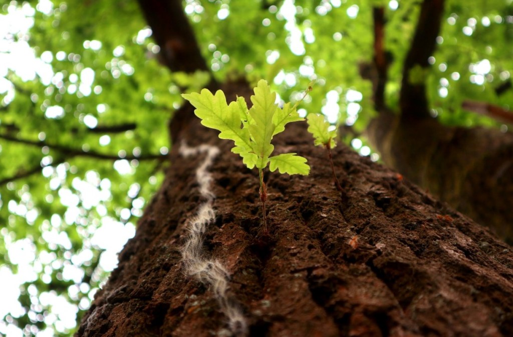 CSPS: oak processionary moth in The Netherlands